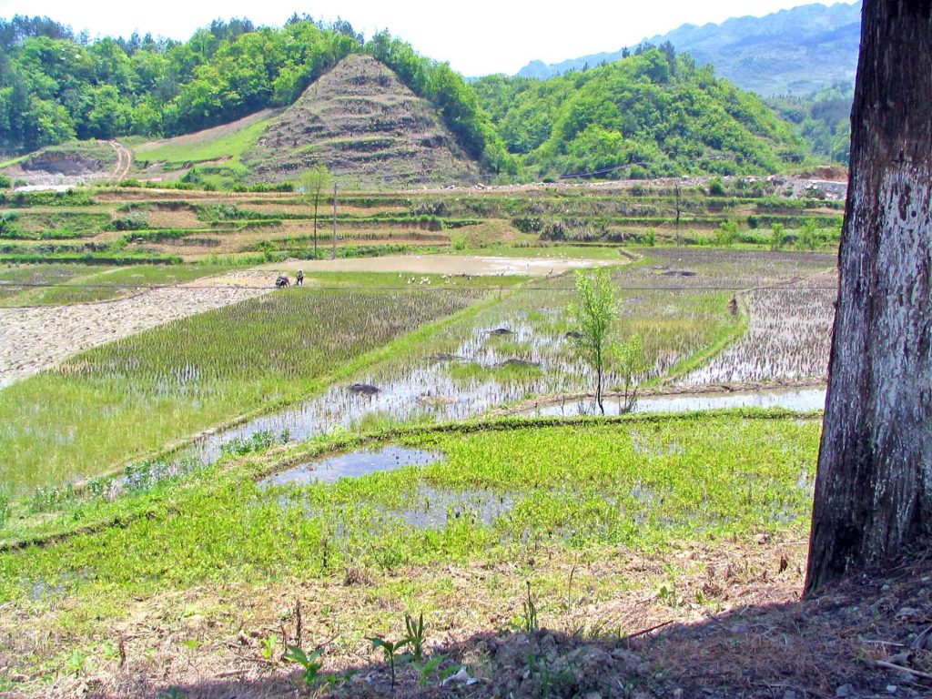 Water Buffalo Ploughing the Paddy Fields Next To the Road From Enshi To Wanzhou