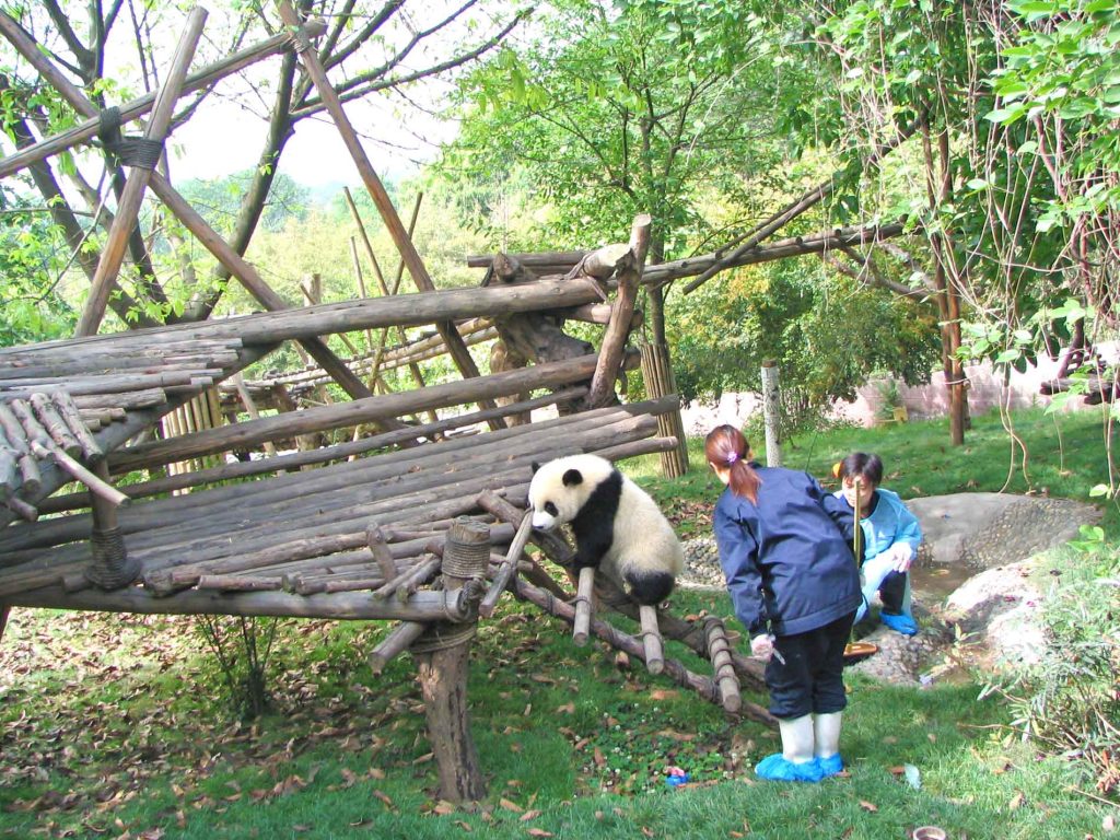 Seven Month Old Panda Which Will Become The Olympic Mascot