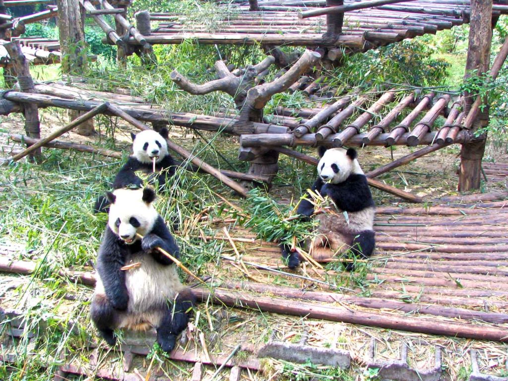 Pandas Munching Bamboo At Chengdu