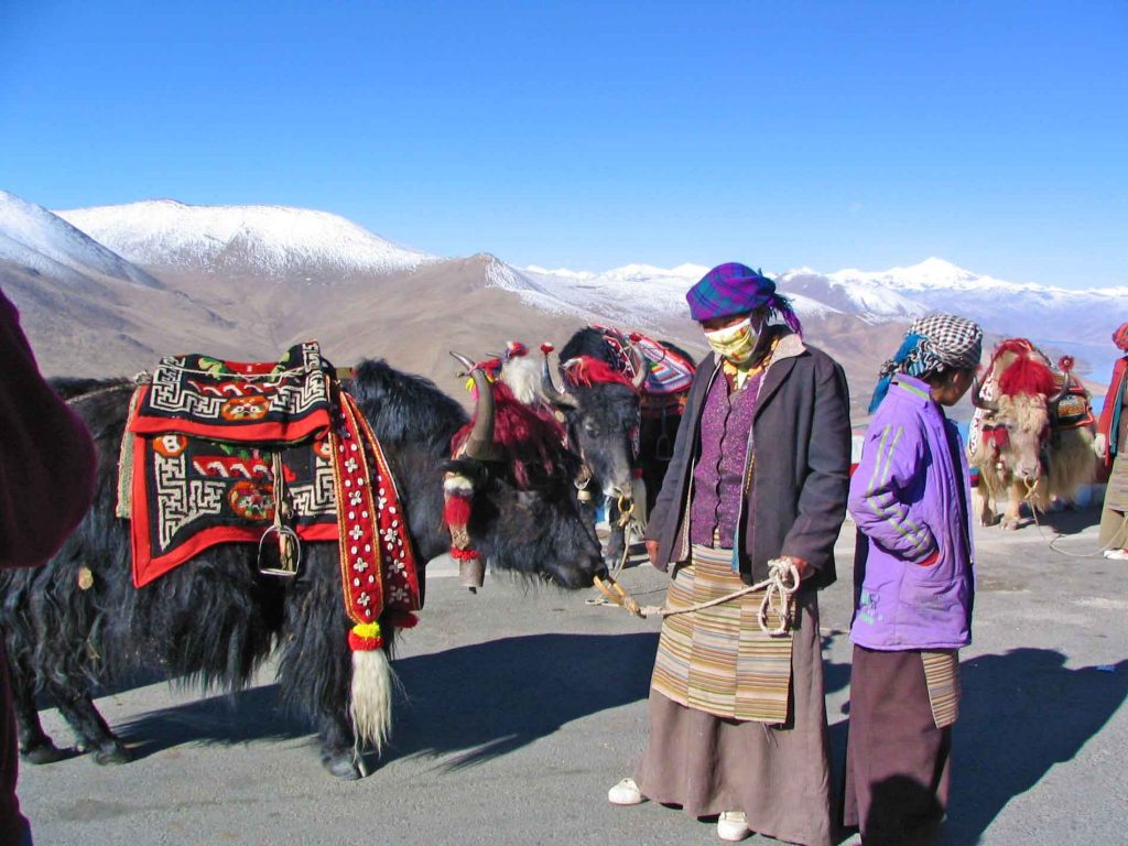 A Black and A White Yak at 4,900 Metres Above Sea Level