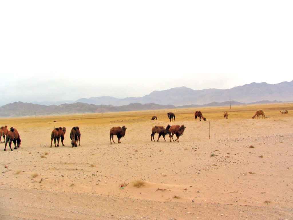 Dromedery Camels On the Road From Golmud To Dunhuang