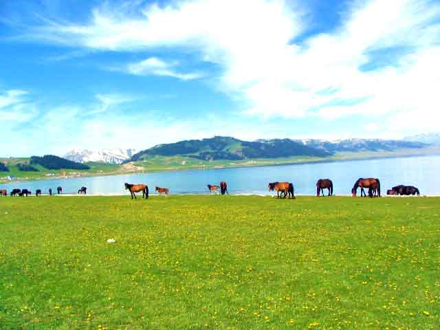 Wild Horses At The Lake Near Yining