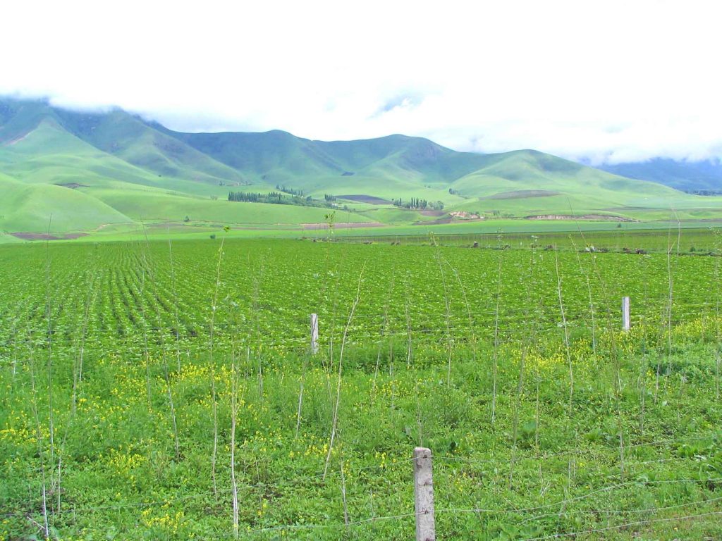 farmland Leading To Open Grasslands South-West of Yining