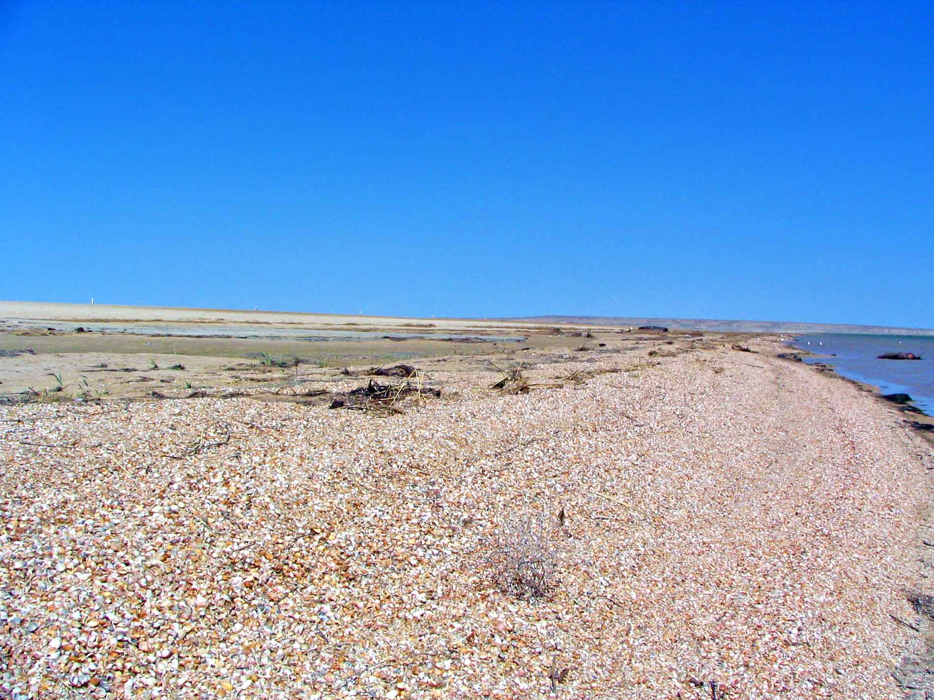 Shells On The Beach Near The Flood Barrier Of The Little Aral'sk